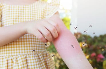 Kenali Gejala DBD (Demam Berdarah Dengue) dan Fasenya