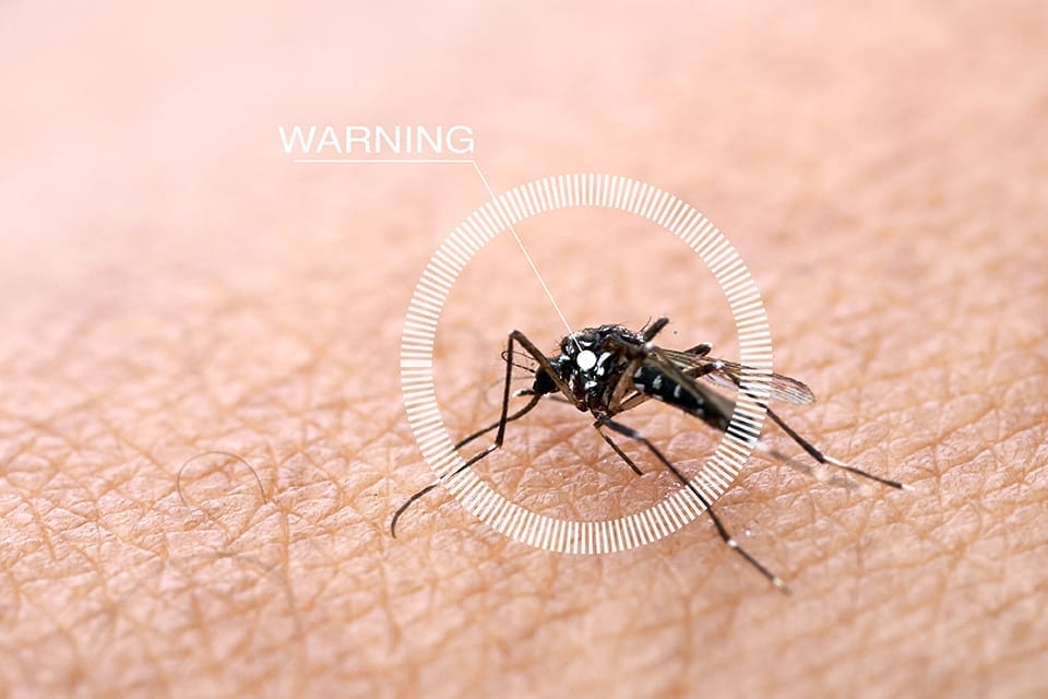 Infeksi Virus Chikungunya