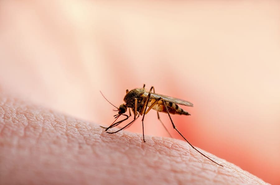 Bagaimana cara penularan penyakit malaria?