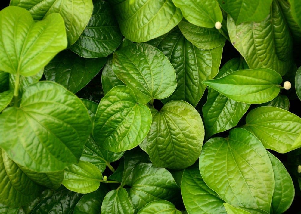 11 Manfaat Daun Sirih, Baik untuk Kewanitaan hingga Tingkatkan Energi