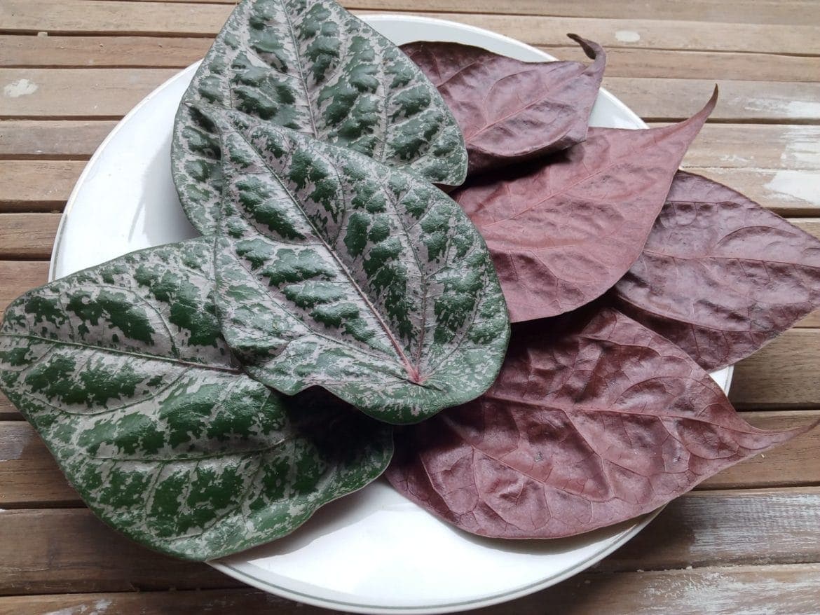manfaat daun sirih untuk kista bartholin