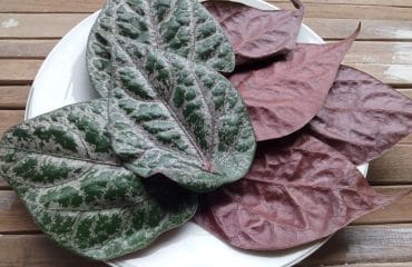 manfaat daun sirih untuk kista bartholin