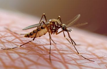 virus zika adalah