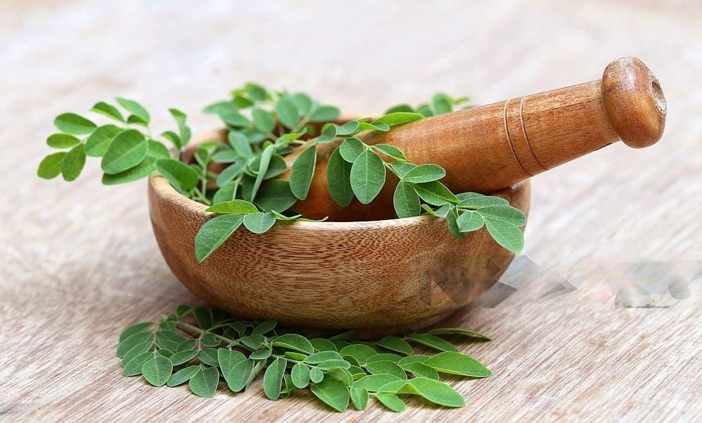 manfaat daun kelor untuk alat vital