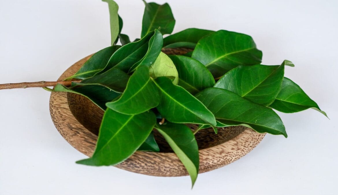 manfaat daun salam