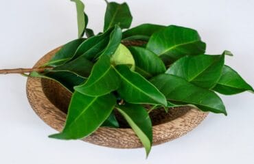 manfaat daun salam