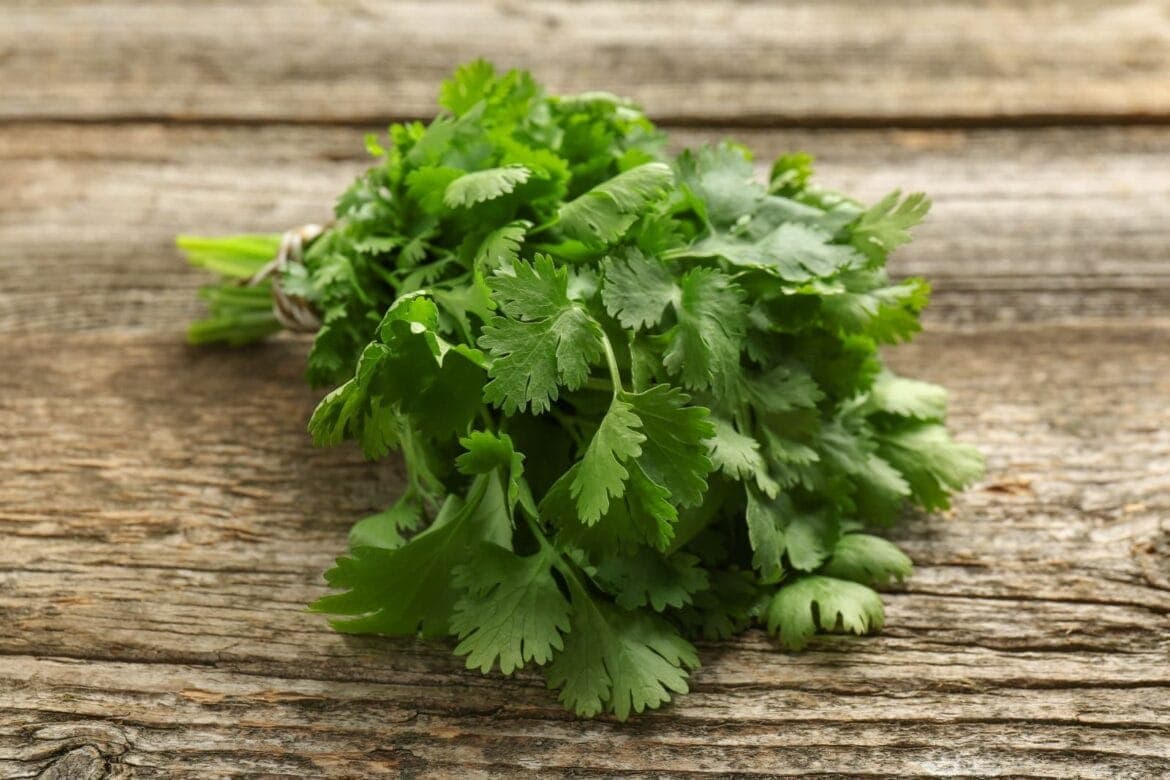 manfaat daun ketumbar