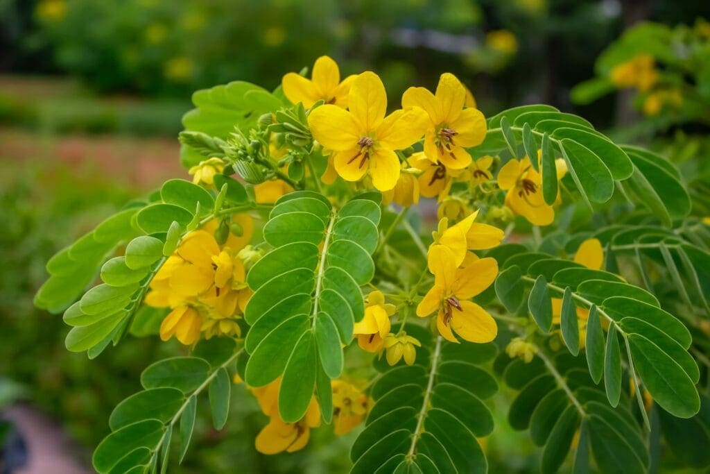 manfaat daun senna