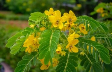 manfaat daun senna
