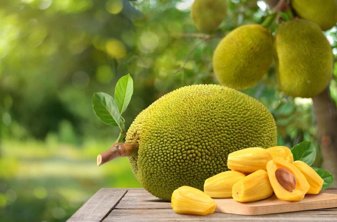 buah nangka untuk ibu hamil