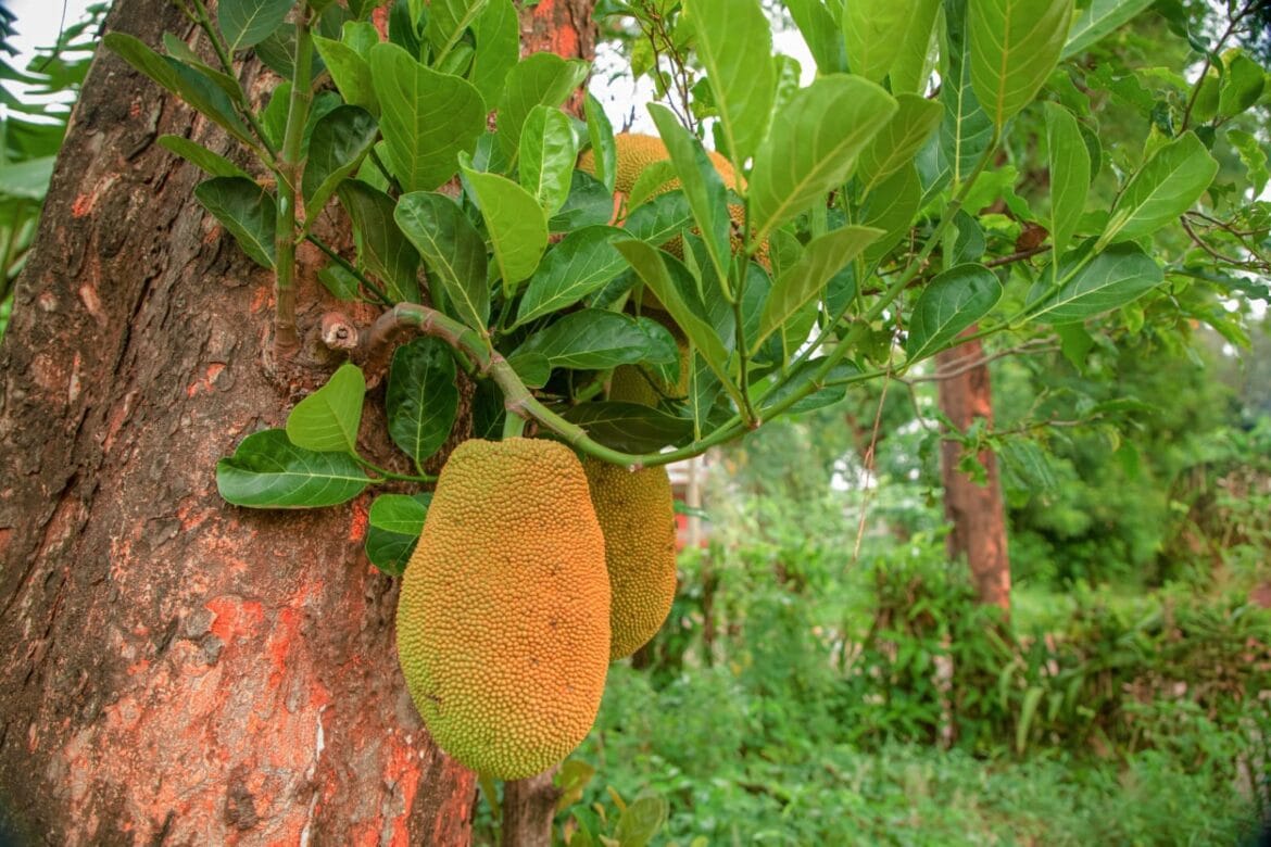 manfaat daun nangka