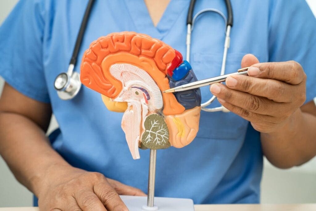 bagian-bagian otak