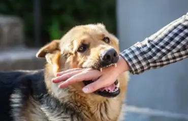 tahapan gejala rabies