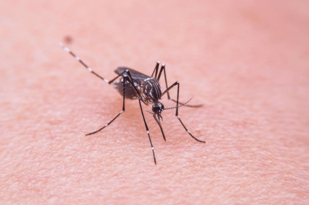 malaria adalah