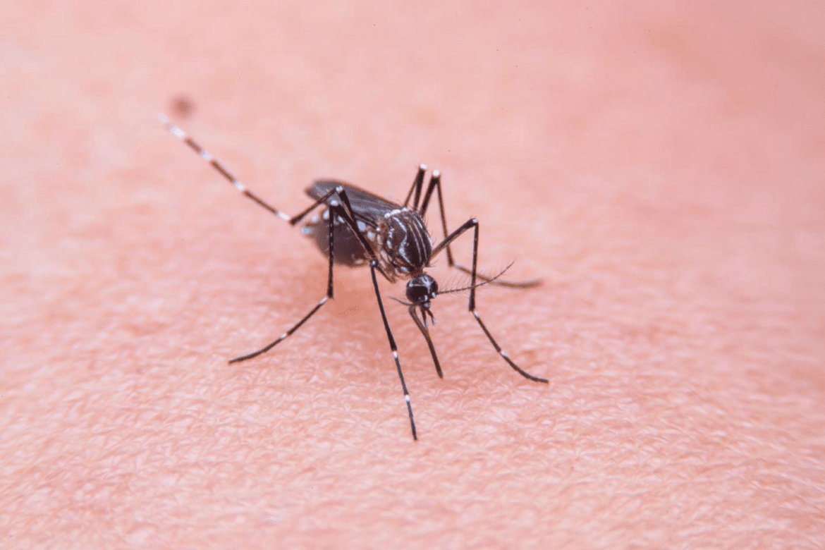 malaria adalah