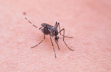 malaria adalah