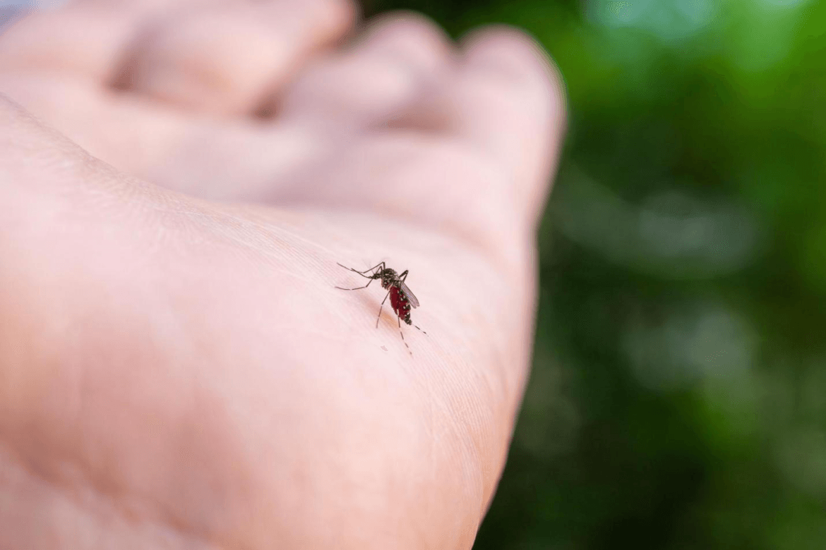 Nyamuk Wolbachia adalah