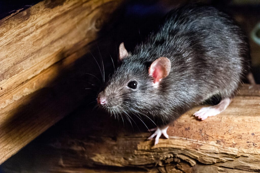 penyakit yang disebabkan oleh tikus
