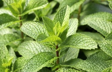 manfaat daun mint