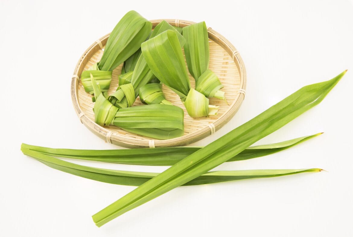 Daun pandan segar dan rebusan air pandan dalam gelas, sumber antioksidan alami