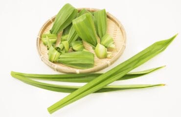manfaat daun pandan