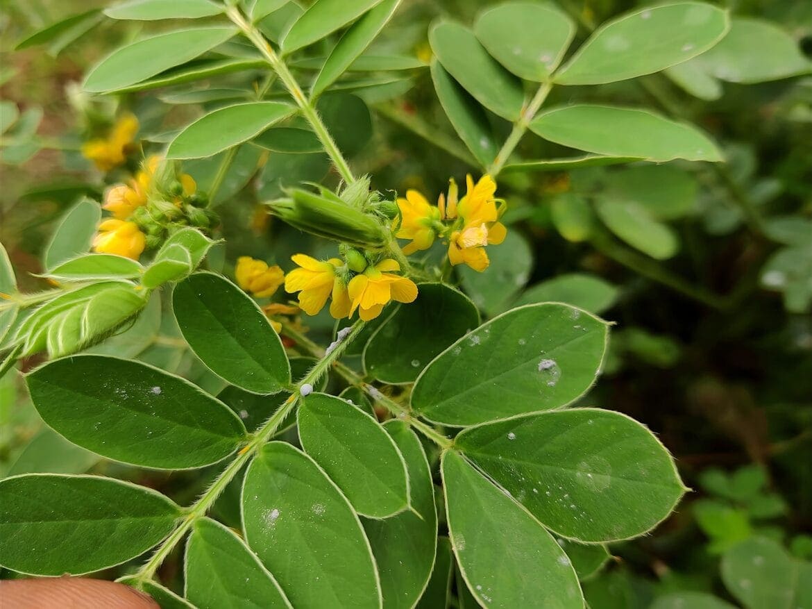 manfaat daun jati cina