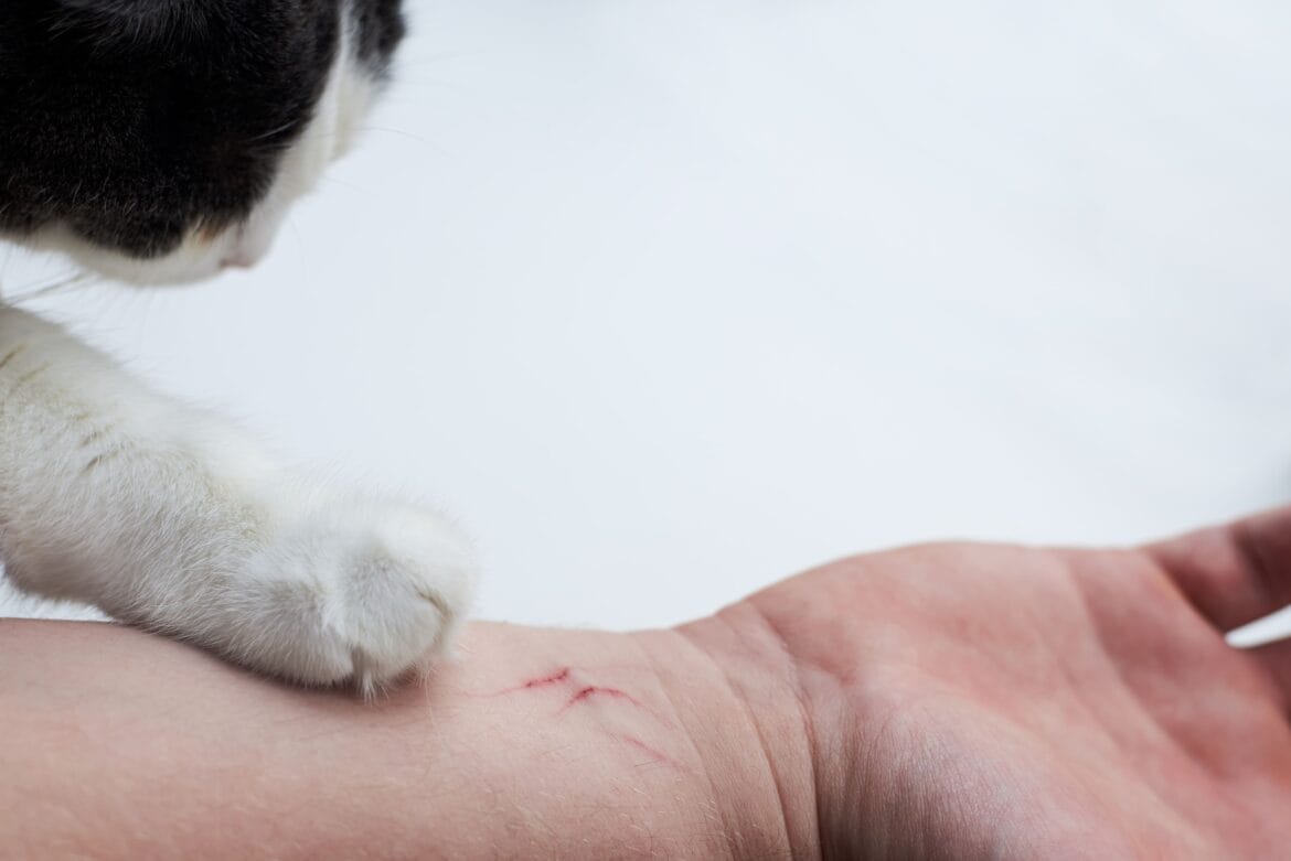 apakah rabies bisa sembuh