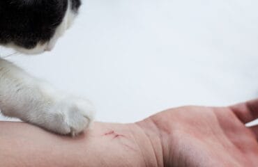 apakah rabies bisa sembuh