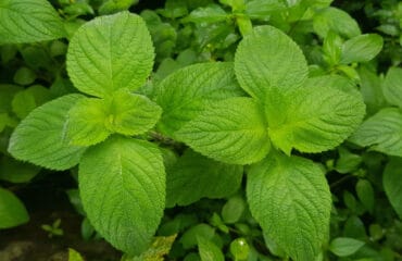 Manfaat daun jelatang
