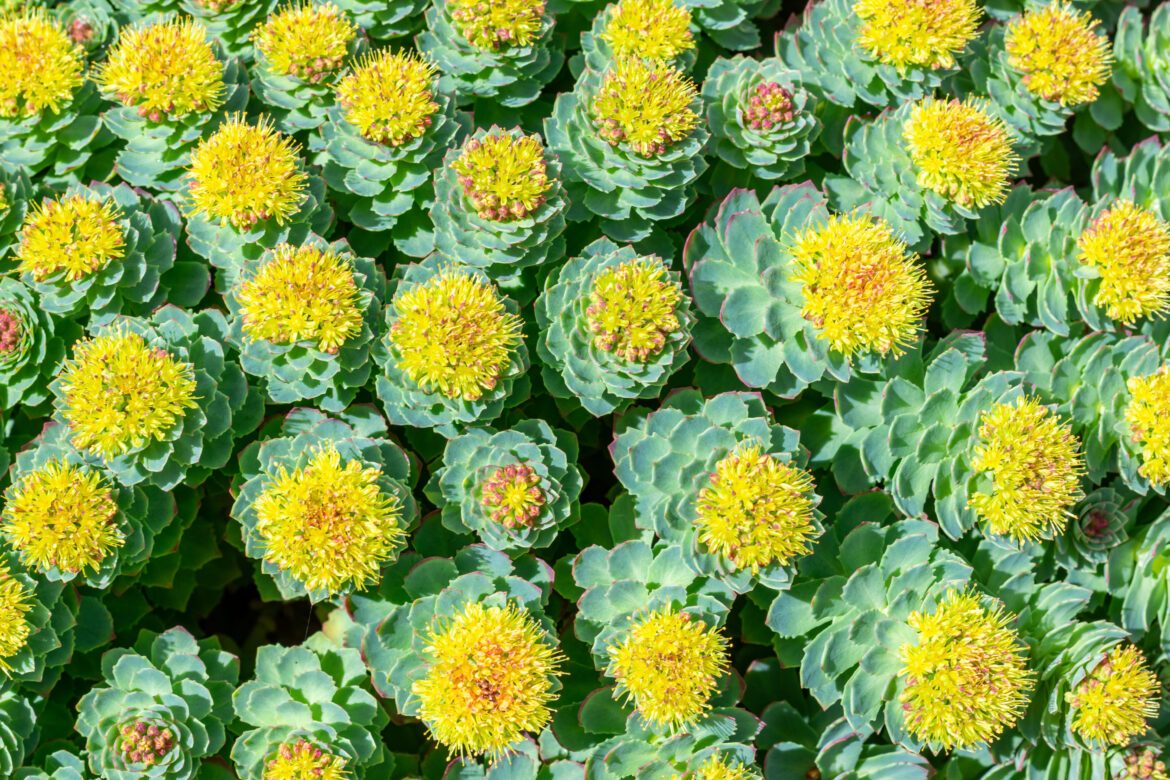 Manfaat Rhodiola rosea