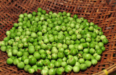 manfaat leunca