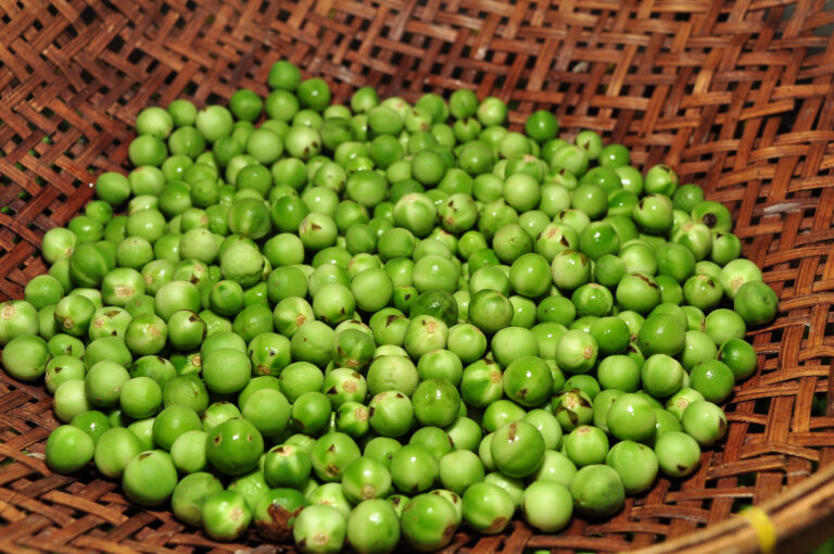 manfaat leunca