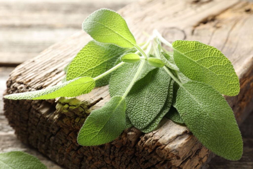 Manfaat daun sage